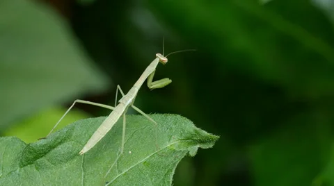 Praying Mantis perched on leaf watching in HD 4K Stock-Footage 39287488