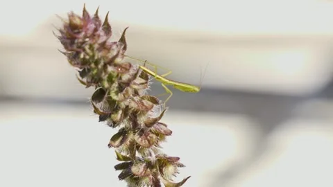 Praying Mantis Perched On A Plant - Close Up Stock Footage 328843197