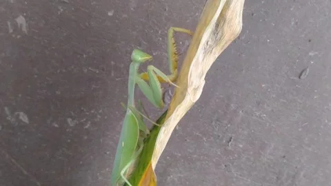Praying Mantis Perched on Snake Plant Leaf in Close Up Nature Macro Stock Footage 345705790