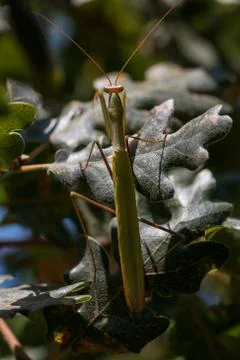 Praying Mantis Perched On A Tree Stock Photos