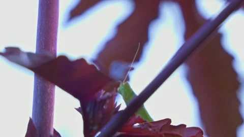Praying Mantis Perching In Cranberry Hibiscus Plants. Selective Focus Shot Stock Footage 331835074
