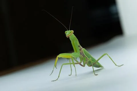 Praying mantis perching, showing green insect wildlife Stock Photos