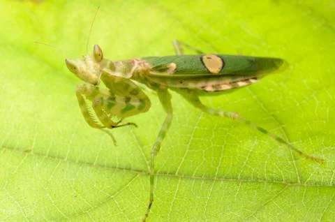 Praying mantis Stock Photos