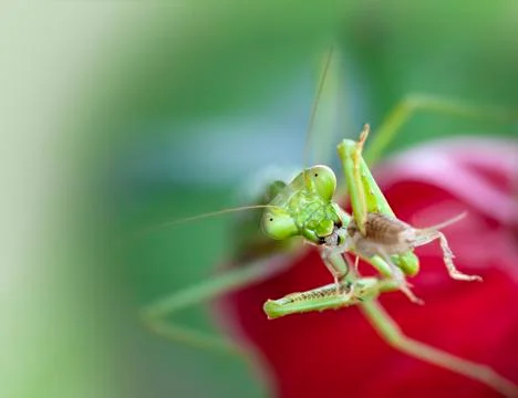 Praying mantis Foto stock