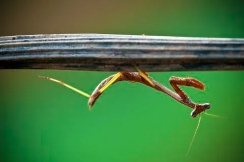 Praying mantis Foto stock