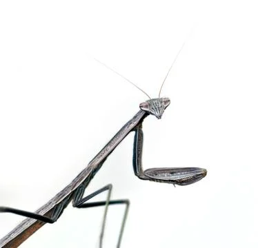 Praying mantis Foto stock