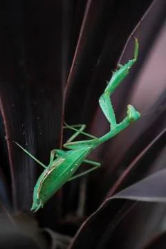 Praying mantis Foto stock