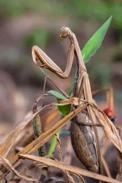 Praying mantis. Stock Photos