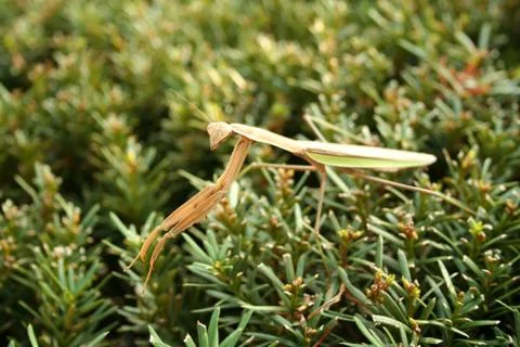 Praying mantis Stock Photos
