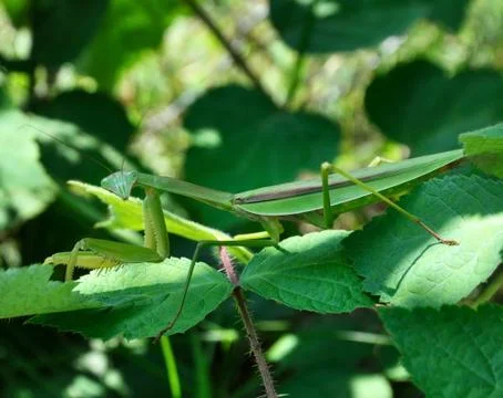 Praying mantis Stock Photos