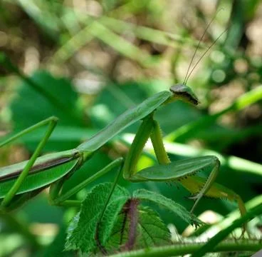 Praying mantis Stock Photos