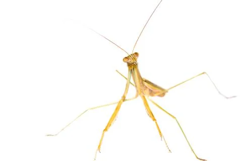 Praying mantis Stock Photos