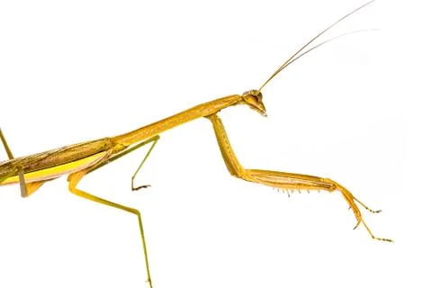 Praying mantis Stock Photos