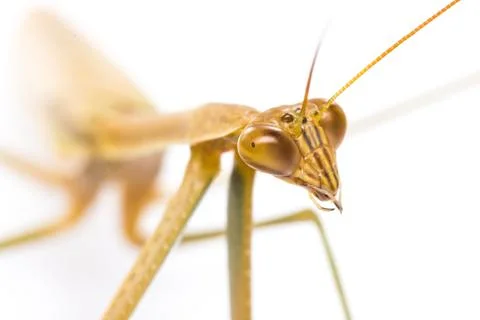Praying mantis Stock Photos