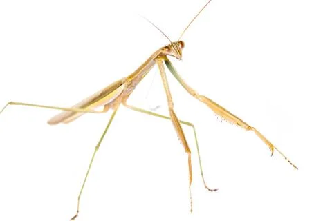 Praying mantis Stock Photos