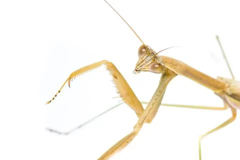 Praying mantis Stock Photos