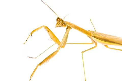 Praying mantis Stock Photos