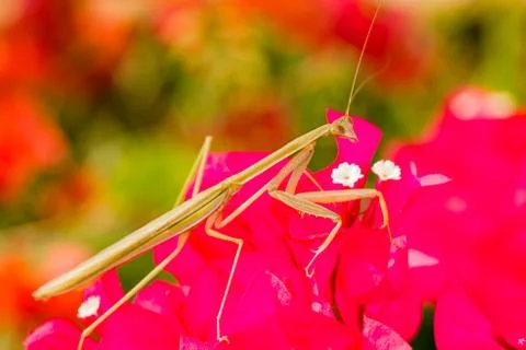 Praying mantis Stock Photos