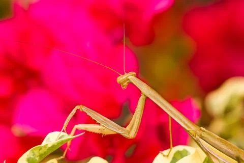 Praying mantis Stock Photos