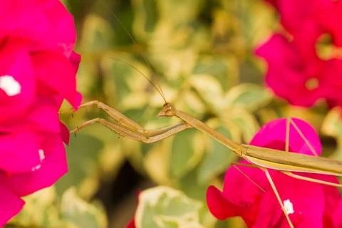 Praying mantis Stock Photos