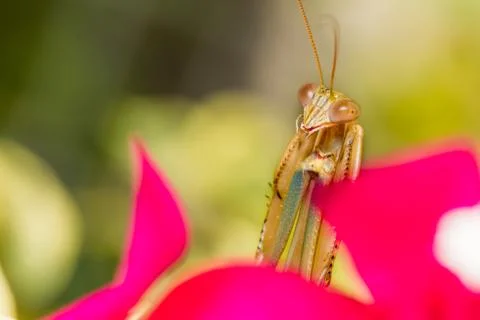 Praying mantis Stock Photos