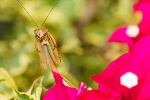Praying mantis Stock Photos