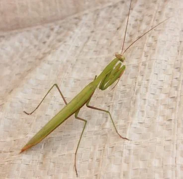 A praying mantis Stock Photos