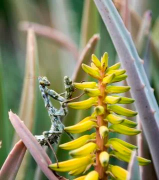 Praying mantis Stock Photos