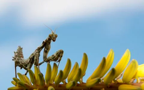 Praying mantis Stock Photos