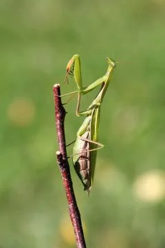 Praying mantis Stock Photos
