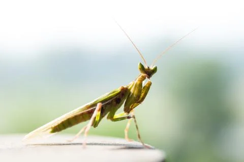 Praying mantis Foto stock