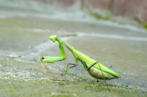 Praying mantis Stock Photos
