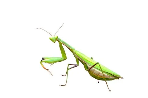 Praying mantis Stock Photos