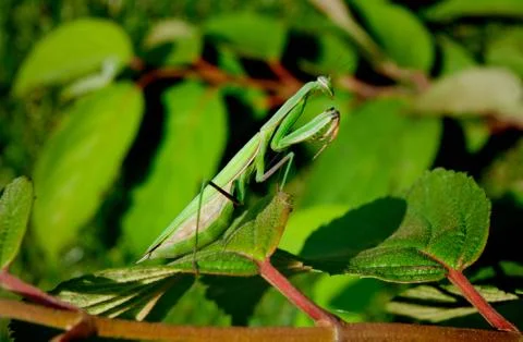 Praying mantis Stock Photos
