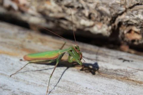 Praying mantis Stock Photos