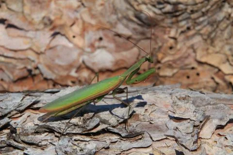 Praying mantis Stock Photos