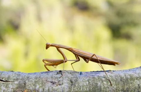 Praying mantis Stock Photos