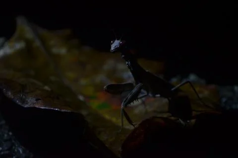 Praying mantis Stock Photos