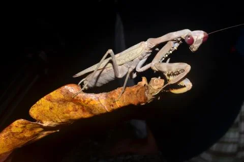 Praying mantis Stock Photos