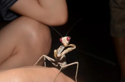 Praying mantis Stock Photos