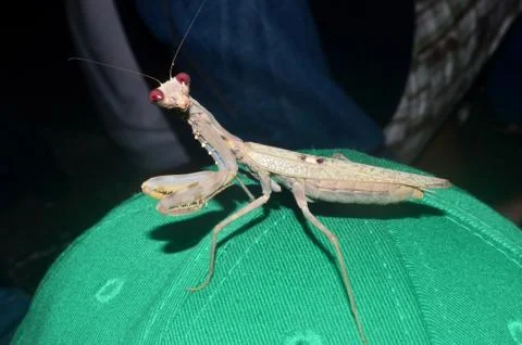 Praying mantis Stock Photos