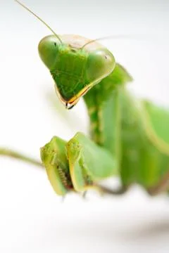 Praying mantis Foto stock
