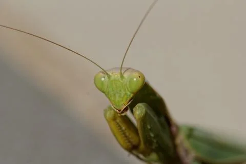 Praying mantis Stock Photos
