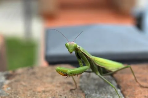 Praying Mantis Stock Photos