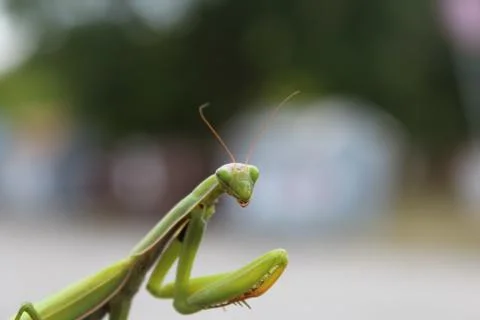 Praying Mantis Stock Photos