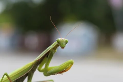 Praying Mantis Stock Photos