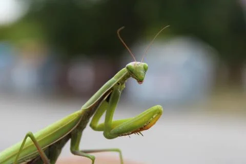 Praying Mantis Stock Photos
