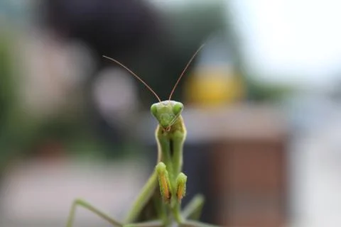 Praying Mantis Stock Photos