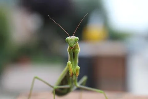 Praying Mantis Stock Photos