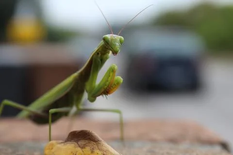 Praying Mantis Stock Photos